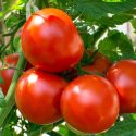 Tomatoes – Price / Kg